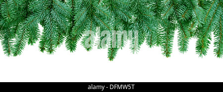 Weihnachtsbaum Äste isoliert auf weißem Hintergrund Stockfoto