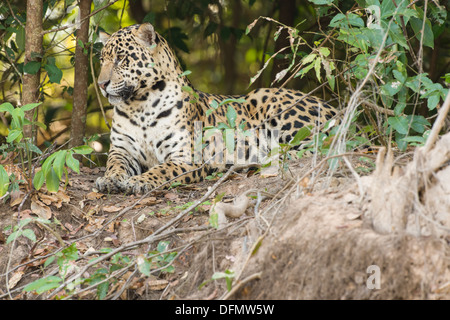 Stock Foto von einem Jaguar Ruhe am Ufer des Flusses, Pantanal, Brasilien. Stockfoto