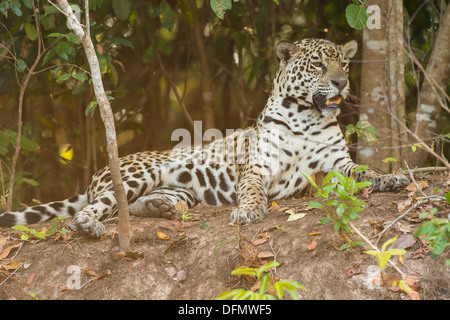 Stock Foto von einem Jaguar Ruhe am Ufer des Flusses, Pantanal, Brasilien. Stockfoto