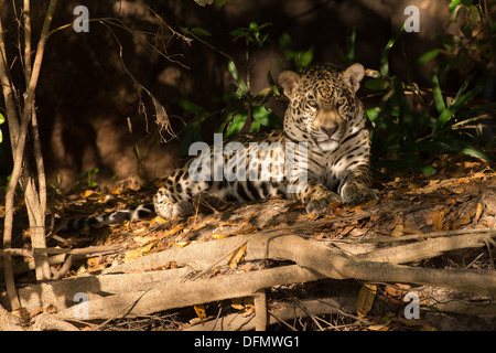 Stock Foto von einem Jaguar Ruhe am Ufer des Flusses, Pantanal, Brasilien. Stockfoto