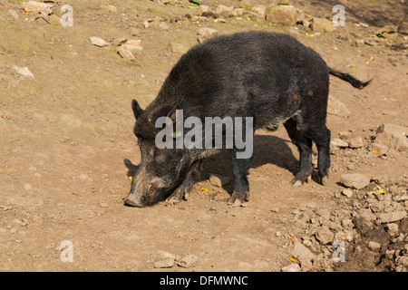 Wildschwein in Bolton Castle, Yorkshire Stockfoto