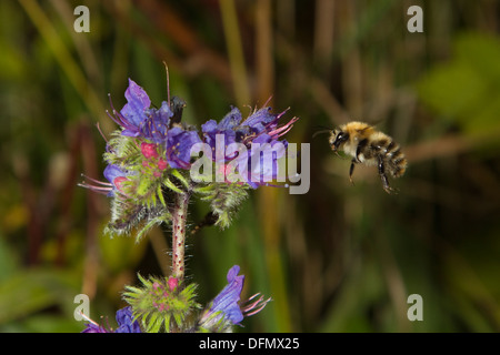 Gemeinsamen Carder Bumble Bee im Flug Stockfoto