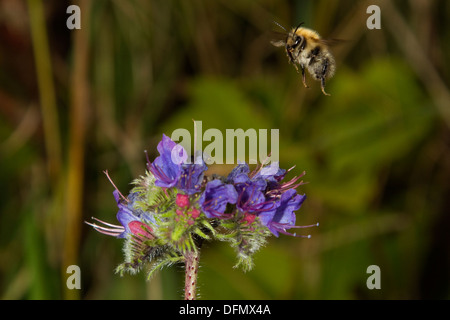 Gemeinsamen Carder Bumble Bee im Flug Stockfoto