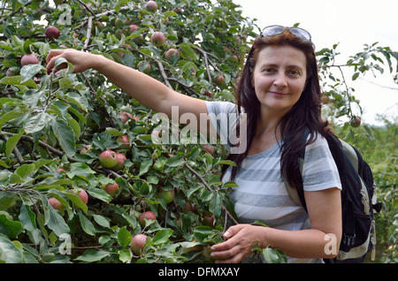 Glückliche Frau pflücken Äpfel im Garten Stockfoto