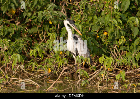 Stock Foto von einem weiß-necked Reiher, Pantanal Stockfoto