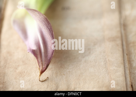 lila Blüten auf einem alten Buchseite mit Platz für text Stockfoto