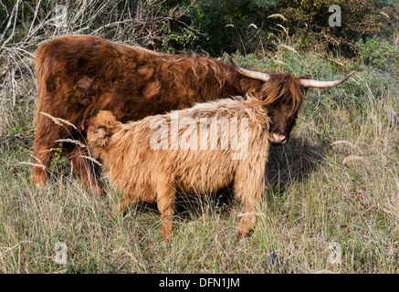 junge Galloway Rinder Trinkmilch bei Müttern Nippel Stockfoto