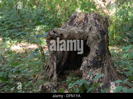 Hollw Altstadt von großen Baum im Wald Stockfoto