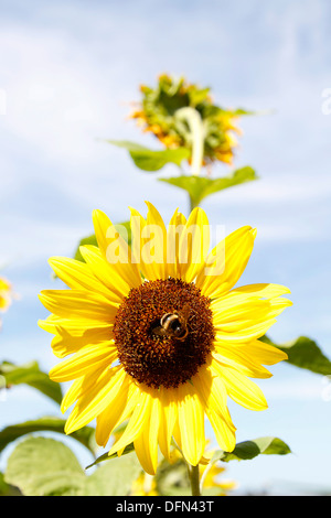 Hummel auf Sonnenblume Stockfoto