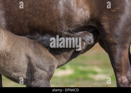 Neugeborene Fohlen Pflege auf Mare Island. Stockfoto