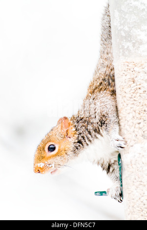 Grauhörnchen (Sciurus Carolinensis) überfallen Vogelhäuschen während Schneesturm, South Lanarkshire, Schottland, winter. Stockfoto