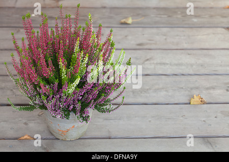 mehrfarbige Heather in einen alten Topf auf einer grauen Holzoberfläche Stockfoto