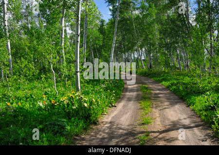 Sonnige und schattige Schotterstraße kurvt im Sommer durch grüne Beben Stockfoto