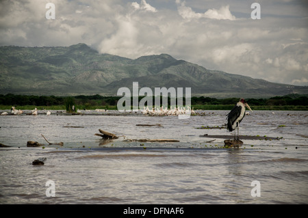 Pelikane und verschiedene Arten von Vögel in Lake Chamo, Arbaminch, Äthiopien Stockfoto