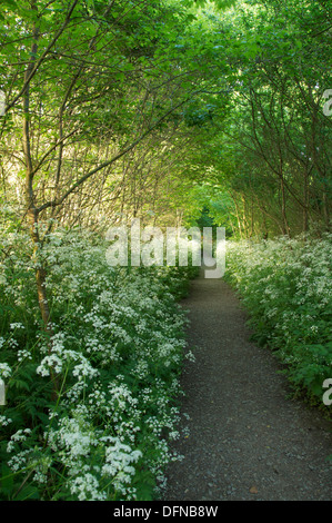 Englische Landschaft. Blätter, Zweige und hübschen Wildblumen umschließen einen schmale Land Wanderweg in der Nähe von Dorf von Cerne Abbas in Dorset, England. VEREINIGTES KÖNIGREICH. Stockfoto