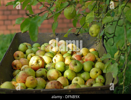 Äpfel in eine alte Schubkarre im Herbst gepflückt Stockfoto