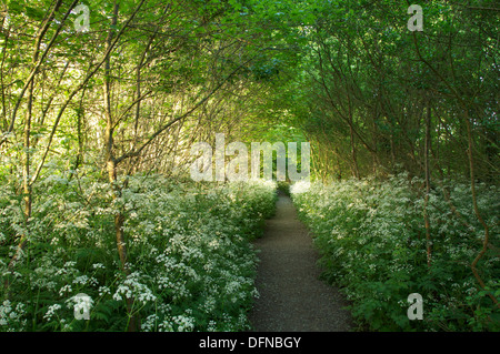 Englische Landschaft. Blätter, Zweige und hübschen Wildblumen umschließen einen schmale Land Wanderweg in der Nähe von Dorf von Cerne Abbas in Dorset, England. VEREINIGTES KÖNIGREICH. Stockfoto