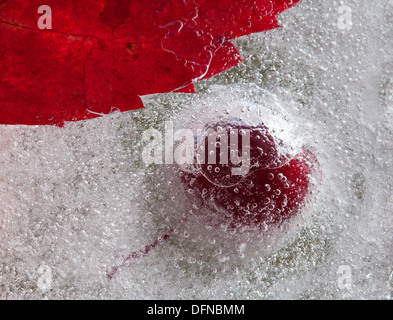 eisige Pflanzen - dunkel rot Crabapples in Eis eingefroren Stockfoto