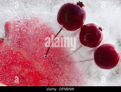 eisige Pflanzen - dunkel rot Crabapples in Eis eingefroren Stockfoto