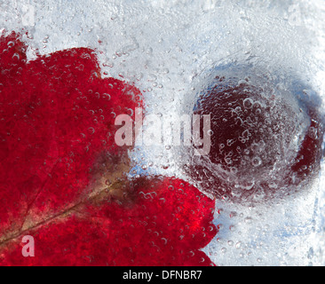 eisige Pflanzen - dunkel rot Crabapples in Eis eingefroren Stockfoto