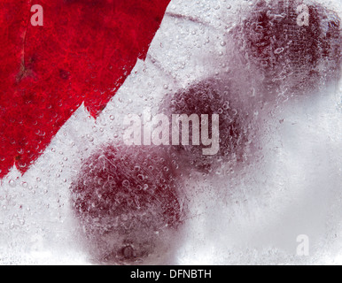 eisige Pflanzen - dunkel rot Crabapples in Eis eingefroren Stockfoto