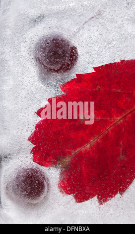 eisige Pflanzen - dunkel rot Crabapples in Eis eingefroren Stockfoto