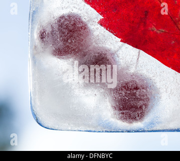 eisige Pflanzen - dunkel rot Crabapples in Eis eingefroren Stockfoto