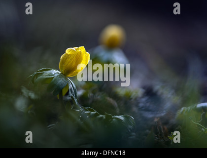 Winter-Aconitum (Eranthis Hyemalis) am Morgen. Stockfoto