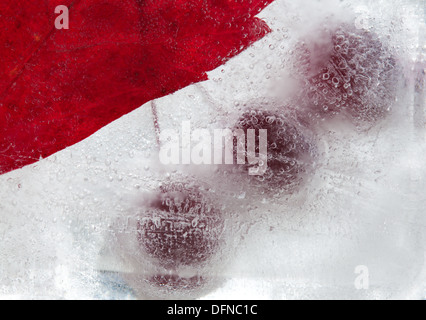 eisige Pflanzen - dunkel rot Crabapples in Eis eingefroren Stockfoto