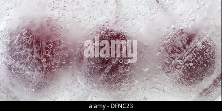 eisige Pflanzen - dunkel rot Crabapples in Eis eingefroren Stockfoto