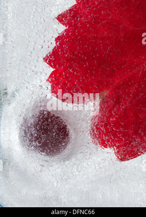 eisige Pflanzen - dunkel rot Crabapples in Eis eingefroren Stockfoto