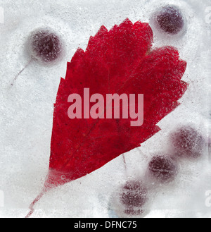 eisige Pflanzen - dunkel rot Crabapples in Eis eingefroren Stockfoto