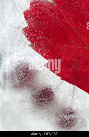 eisige Pflanzen - dunkel rot Crabapples in Eis eingefroren Stockfoto