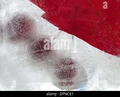 eisige Pflanzen - dunkel rot Crabapples in Eis eingefroren Stockfoto