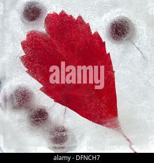 eisige Pflanzen - dunkel rot Crabapples in Eis eingefroren Stockfoto