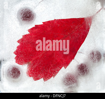 eisige Pflanzen - dunkel rot Crabapples in Eis eingefroren Stockfoto