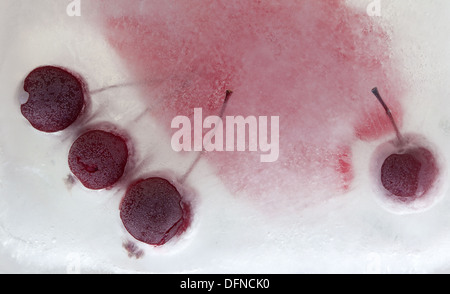 eisige Pflanzen - dunkel rot Crabapples in Eis eingefroren Stockfoto