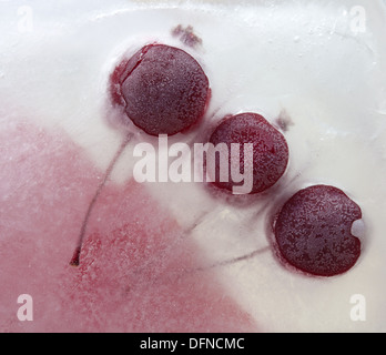 eisige Pflanzen - dunkel rot Crabapples in Eis eingefroren Stockfoto