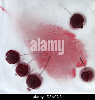 eisige Pflanzen - dunkel rot Crabapples in Eis eingefroren Stockfoto