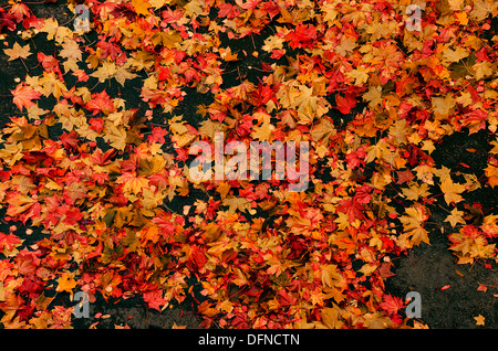 Herbst, Schauplatz der gefallenen rote & gelbe Platane Blätter auf einem schwarzen Hintergrund/Straße Stockfoto