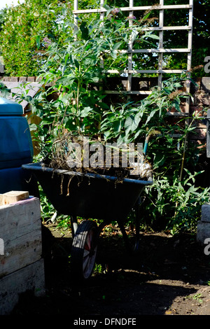 Garten Schubkarre voller Unkraut im Garten Stockfoto