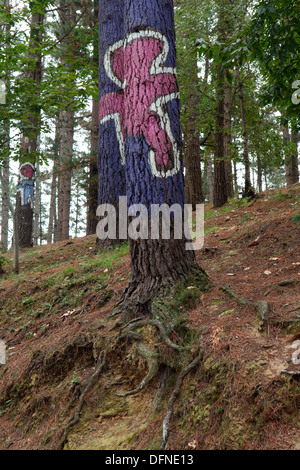 Bemalte Baumstämme, El Bosque Pintado de Oma, El Bosque Animado de Oma, Parte de Este Nino y Parte del Otro da Uno Mas, ein p Stockfoto