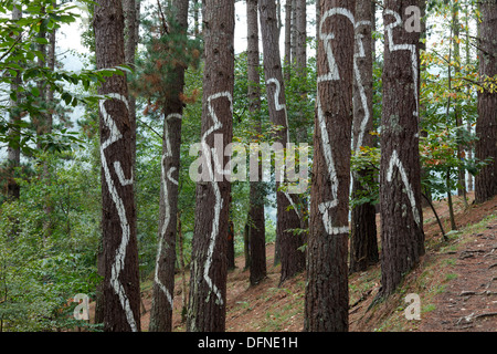 Bemalte Baumstämme, El Bosque Pintado de Oma, El Bosque Animado de Oma, Convivencia de Las Figuras y de Las Rayas del Minim Stockfoto