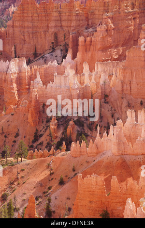 Empfindliche Sandstein Fialen in vielen Farben säumen den Canyon des Bryce Canyon National Park, Utah Stockfoto