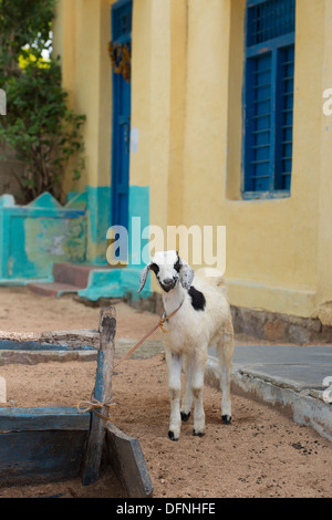 Indische Kinder Ziege in einem indischen Dorf. Andhra Pradesh, Indien Stockfoto