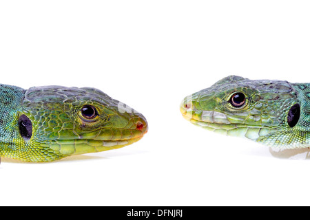 Ocellated Eidechse isoliert auf weißem Hintergrund Stockfoto