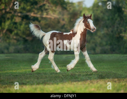 Gypsy Vanner Pferd Fohlen Stutfohlen trabt Stockfoto