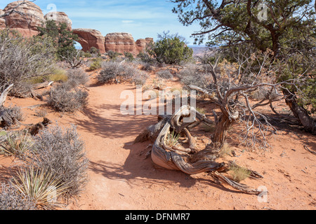 Die zerklüftete Landschaft der Arches-Nationalpark umfasst verwitterten, malerische Flora, wie hier abgebildet. Stockfoto