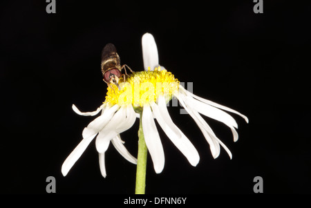 Nahaufnahme des australischen gemeinsame schweben / Blume fliegen, sammeln von Pollen von Daisy - Melangyna Viridiceps - Familie Syrphidae Stockfoto