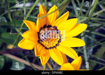 Australische einheimische blau gebändert Biene - Amegilla Cingulata - sammeln von Pollen aus Gazanien/Treasure Flower - Gazanien Krebsiana-Famil Stockfoto